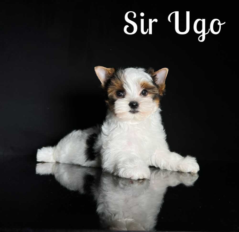 Ugo Biewer Puppy