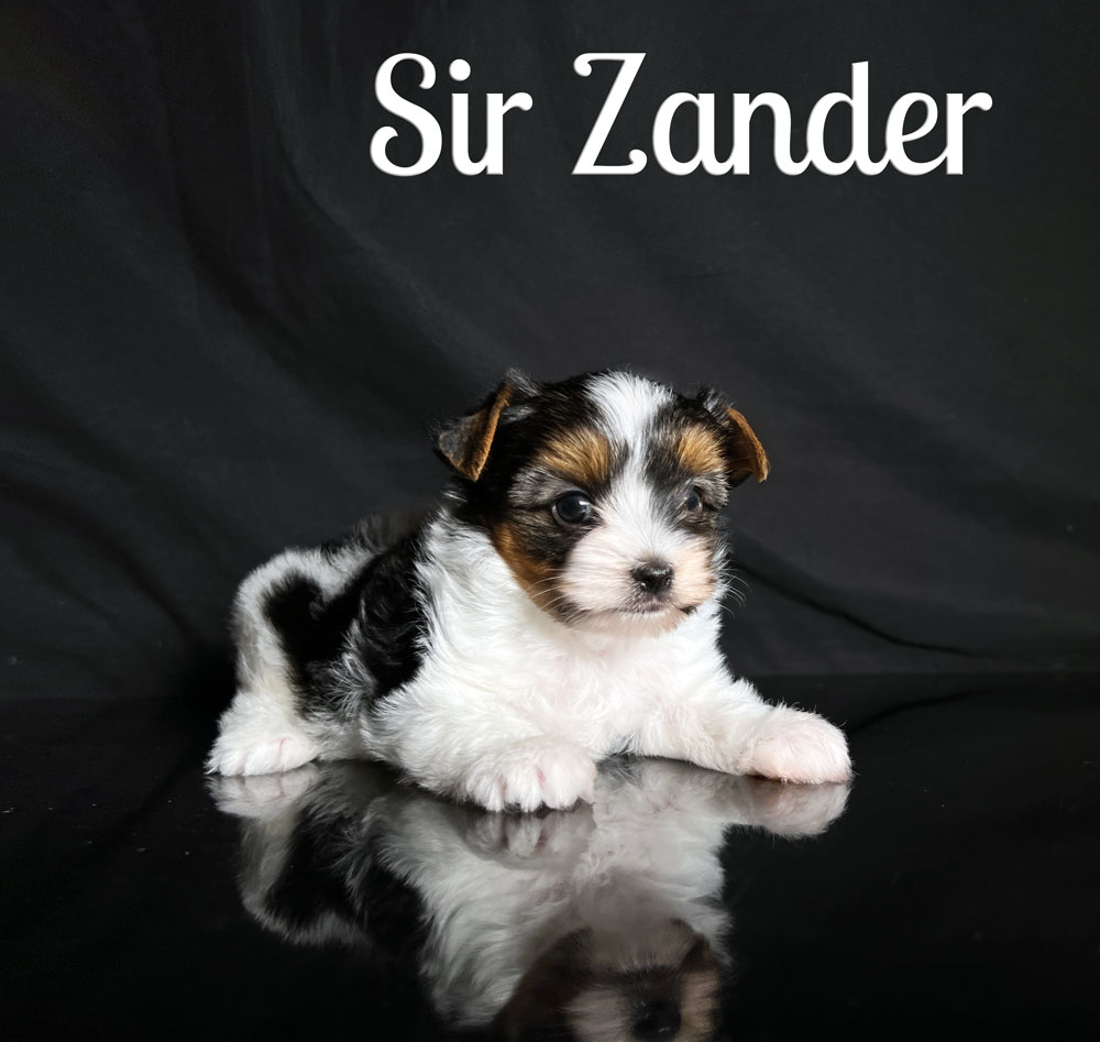 Zander Biewer Puppy