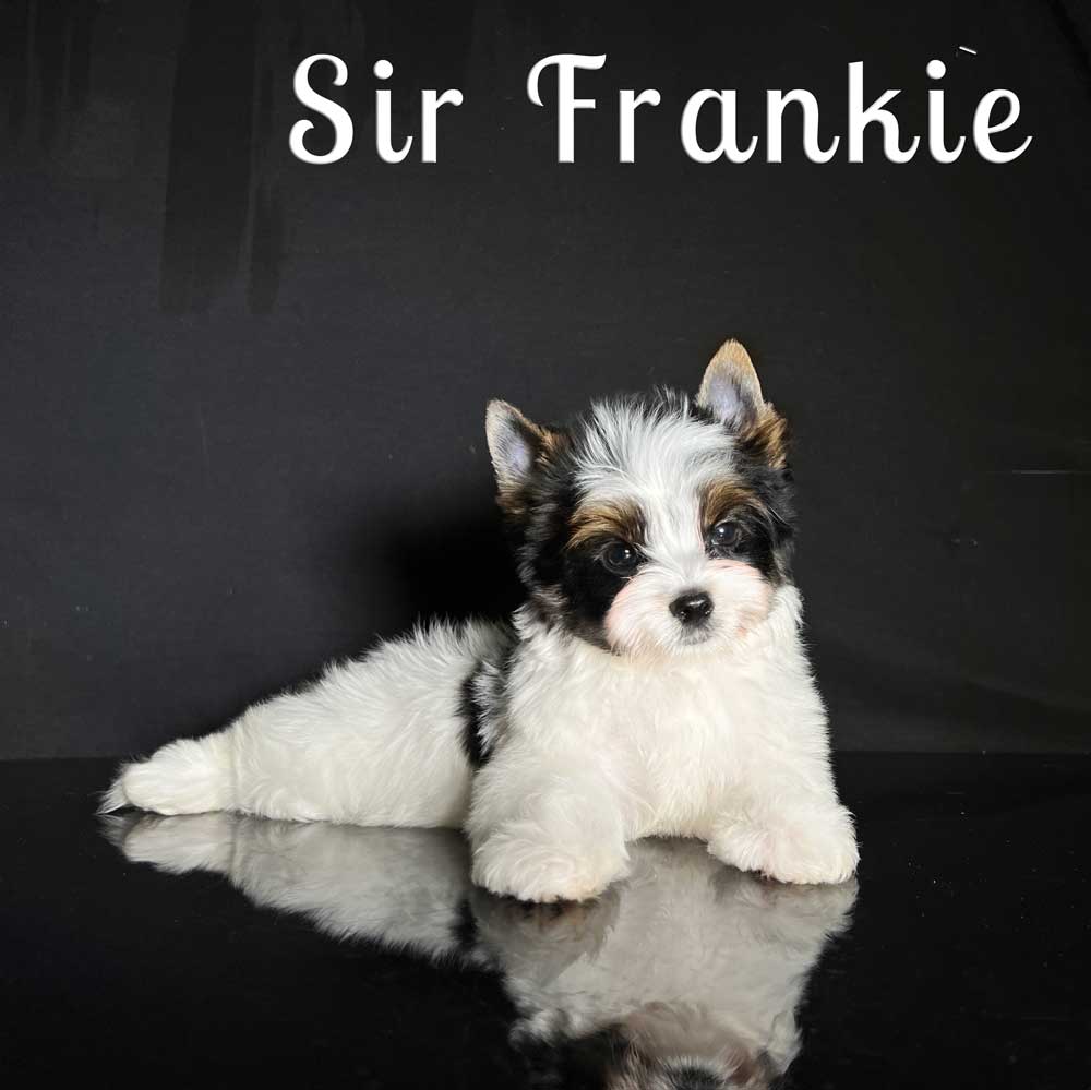 Frankie Biewer Puppy