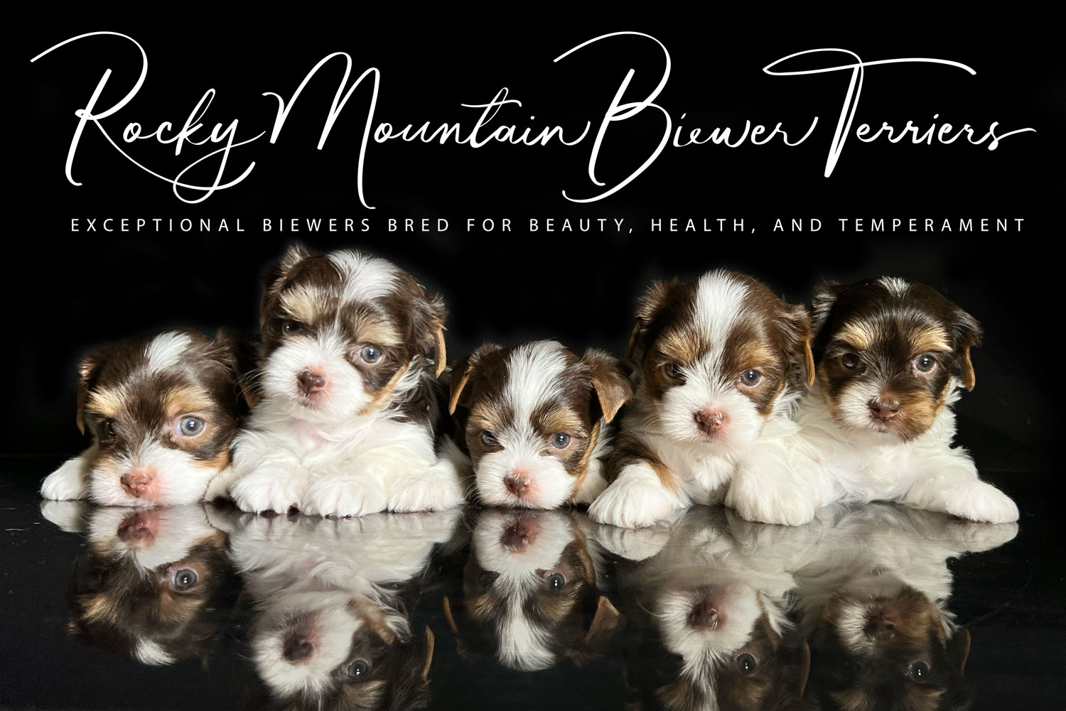 Newborn Biewer Terrier Litter