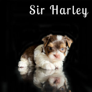 Harley Chocolate Biewer Puppy