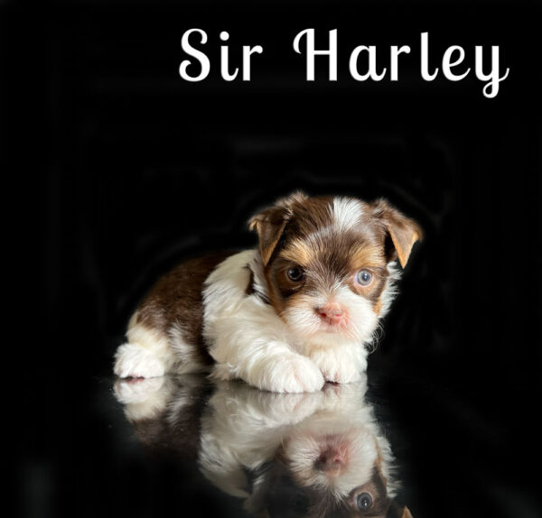 Harley Chocolate Biewer Puppy