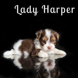 Chocolate Biewer Puppy Harper