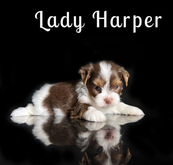 Chocolate Biewer Puppy Harper
