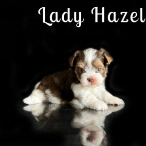 Hazel Chocolate Biewer Puppy