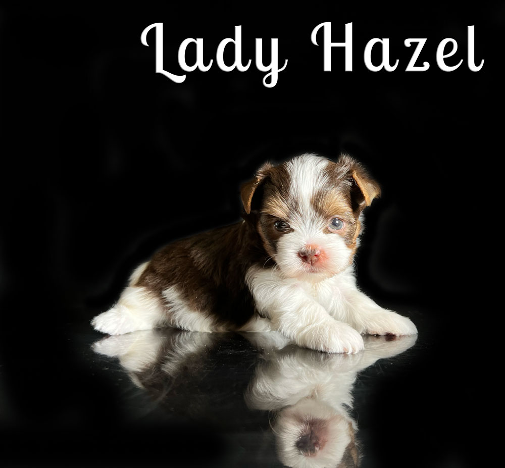 Hazel Chocolate Biewer Puppy