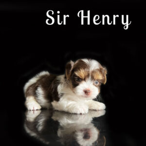 Henry Chocolate Biewer Puppy
