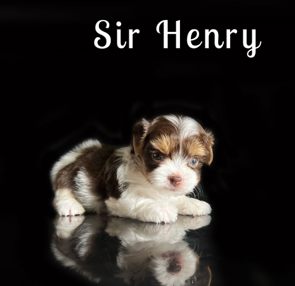 Henry Chocolate Biewer Puppy