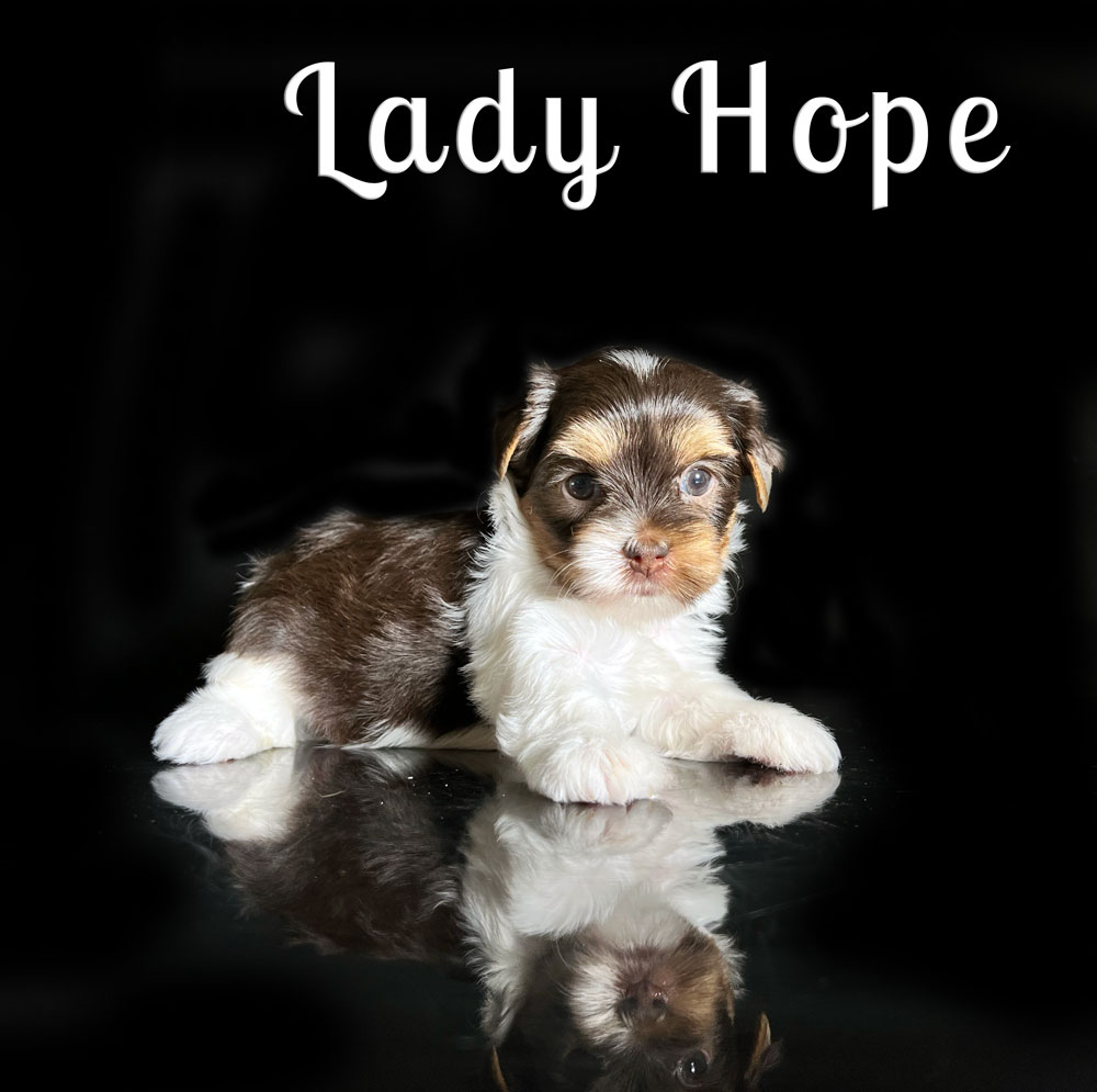 Chocolate Biewer Puppy Hope