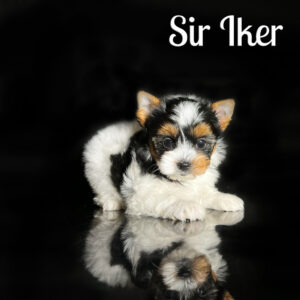 Iker Biewer Puppy