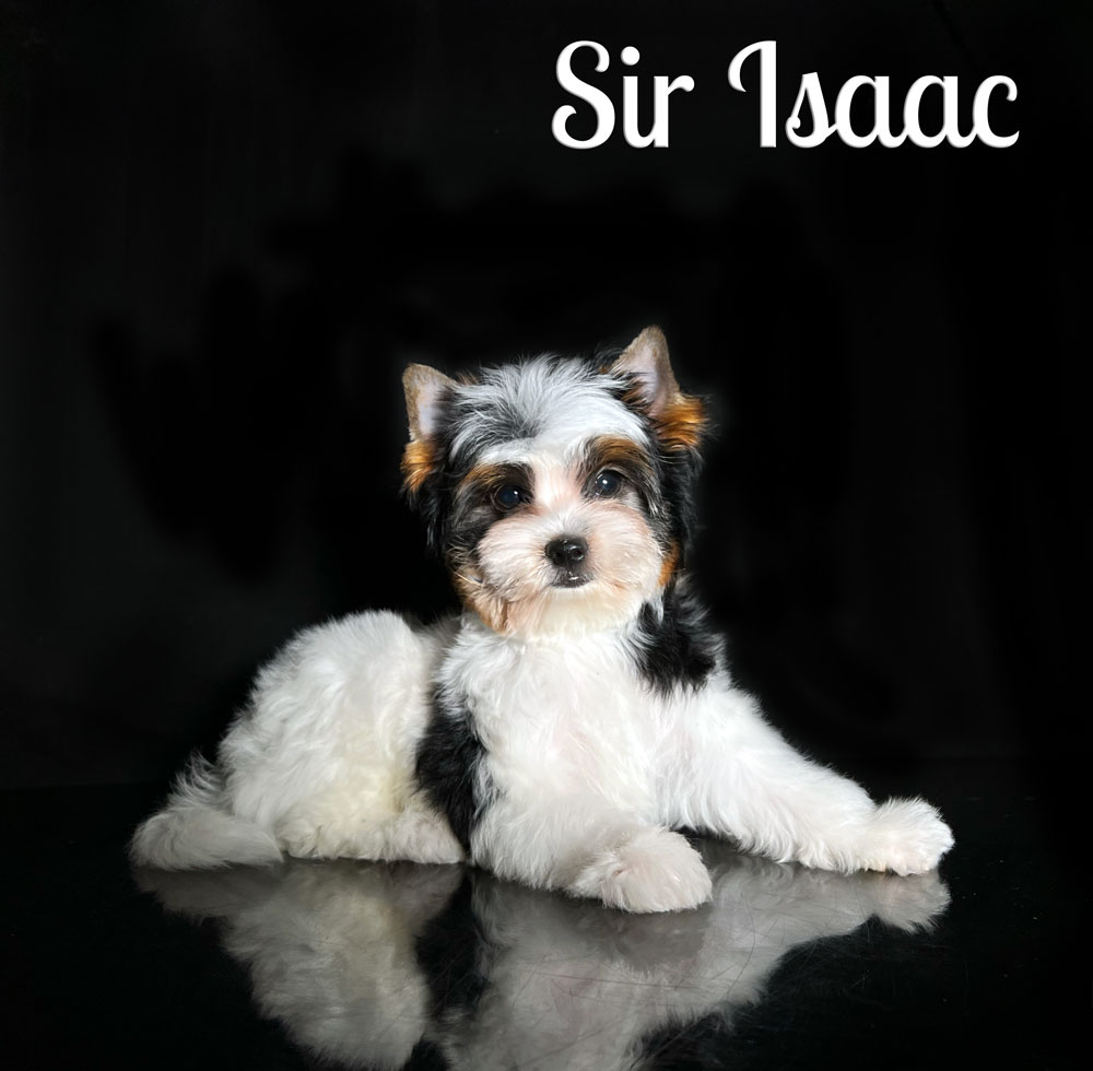 Isaak Biewer Terrier