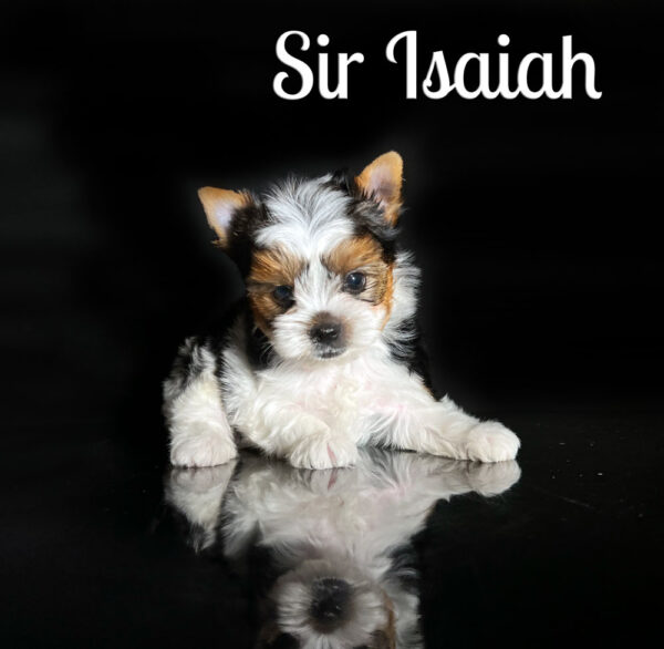Isaiah Biewer Puppy