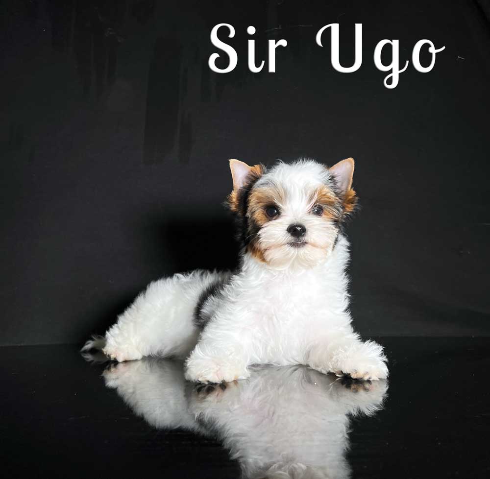 Ugo Biewer Terrier