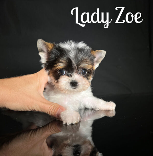 Zoe Mini Biewer Terrier