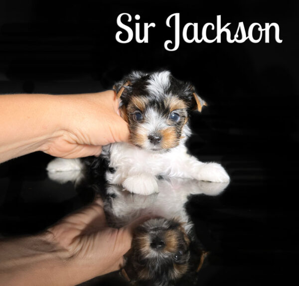Jackson Biewer Puppy