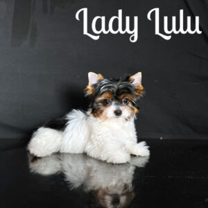 Lulu Biewer Puppy