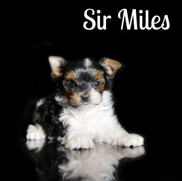 Miles Biewer Puppy