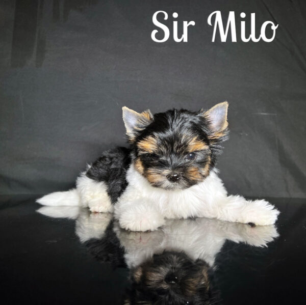 Milo Mini Biewer Terrier