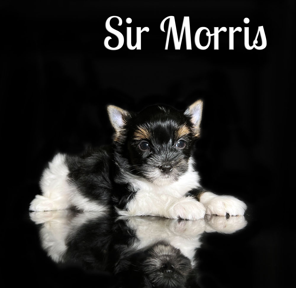 Morris Biewer Puppy