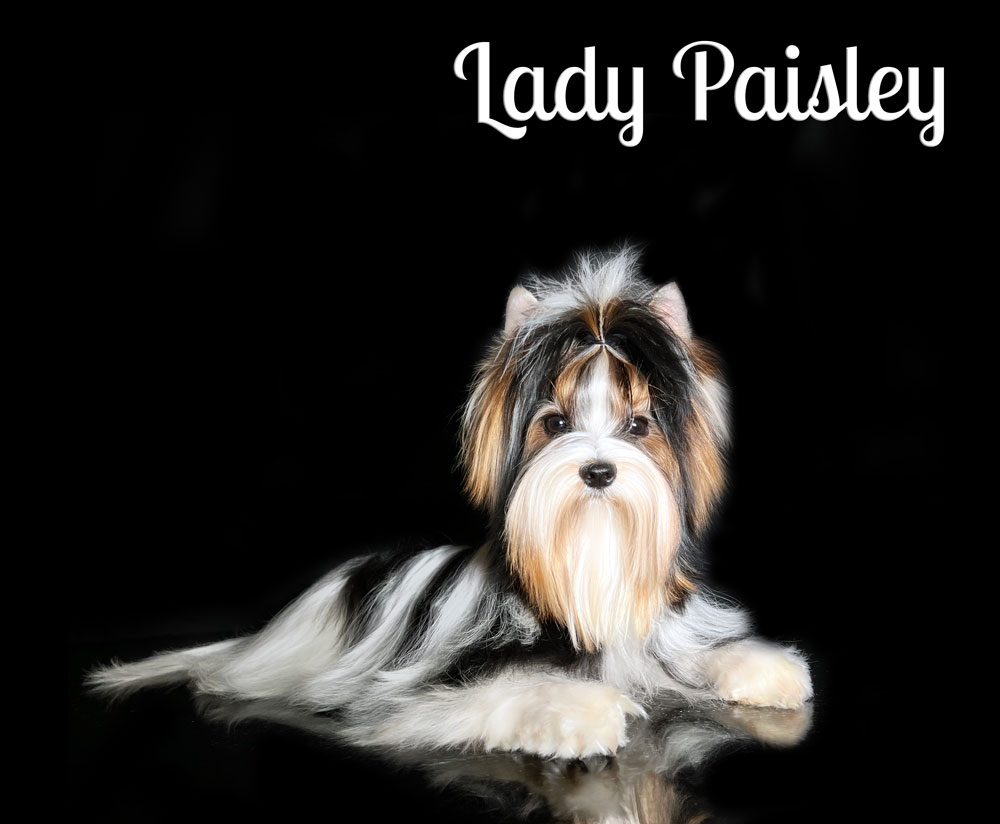 Biewer Terrier Female Rocky Mountain's Lady Paisley