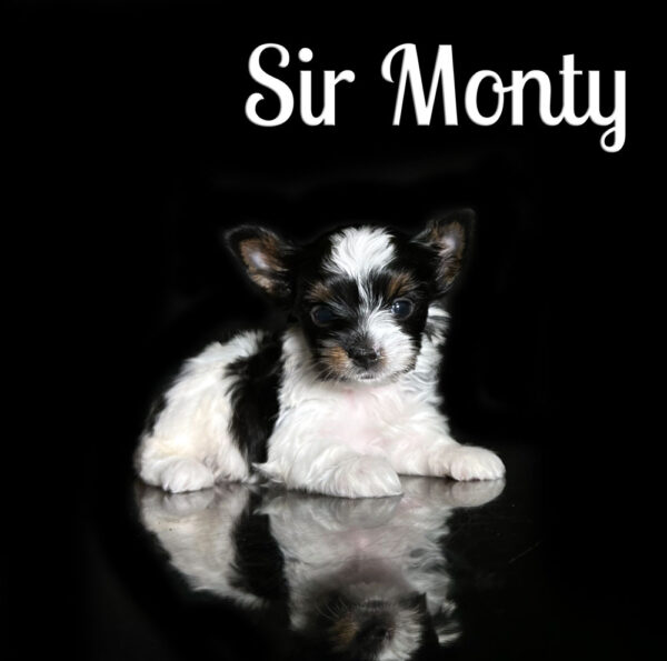 Monty Biewer Puppy