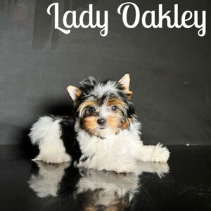 Oakley Biewer Puppy