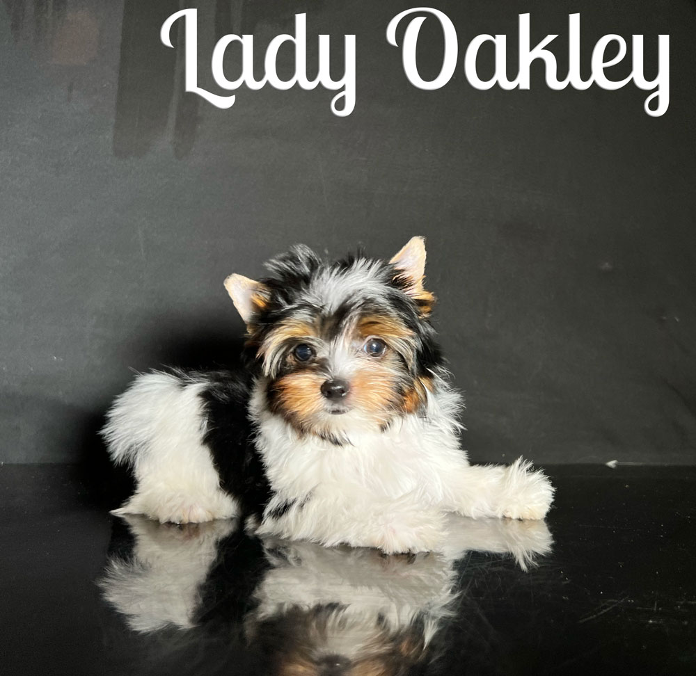 Oakley Biewer Puppy