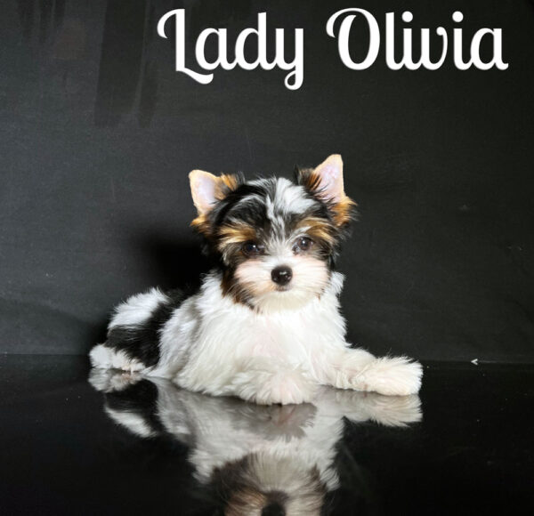 Biewer Puppy Olivia