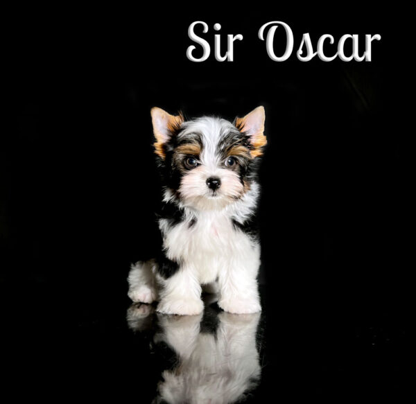 Oscar Biewer Puppy