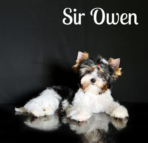 Owen Biewer Puppy
