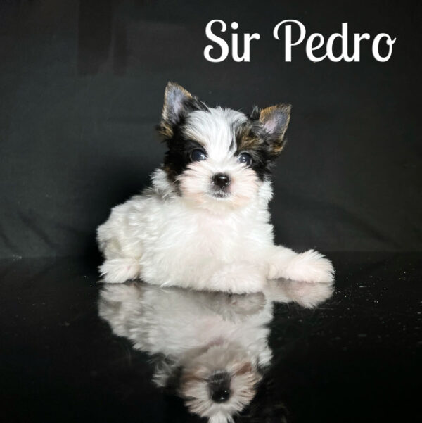 Pedro Biewer Puppy