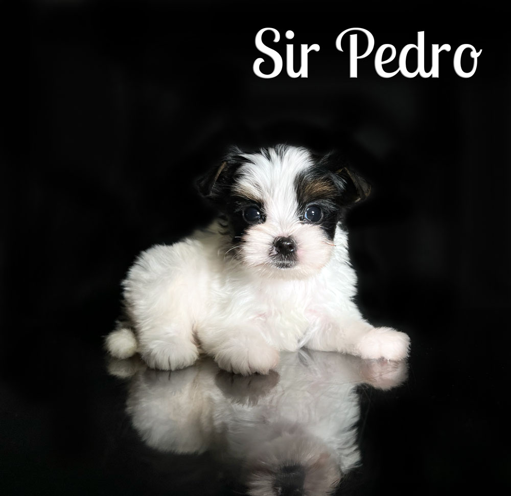 Pedro Biewer Puppy