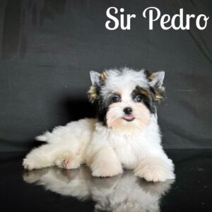 Biewer Puppy Pedro