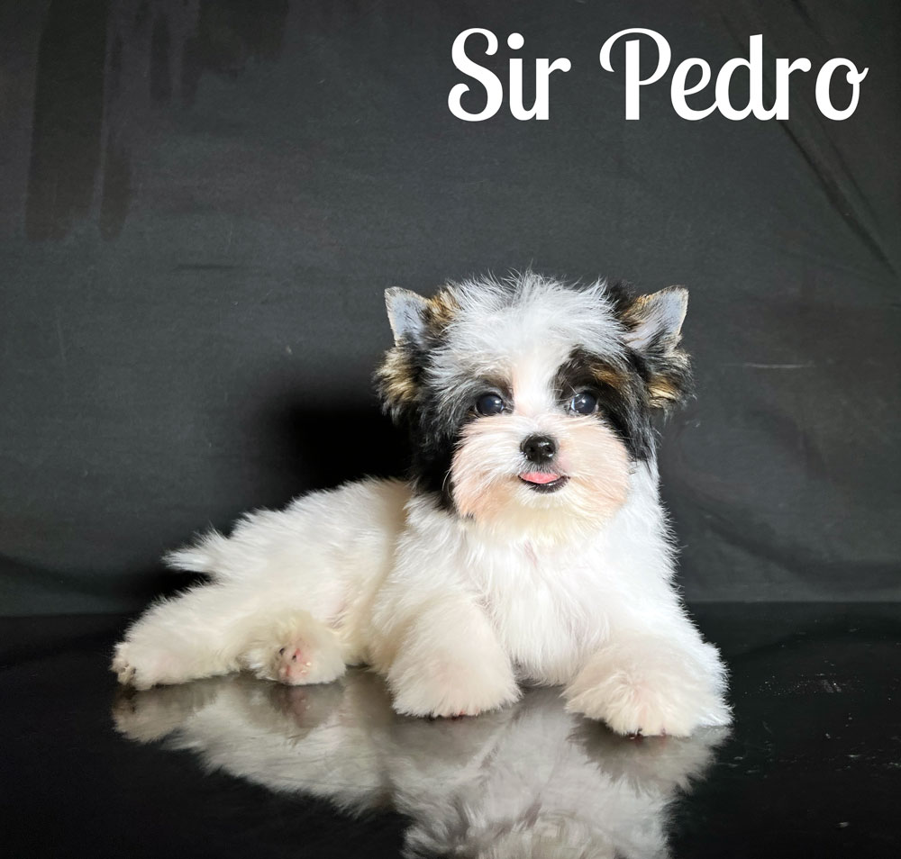 Biewer Puppy Pedro