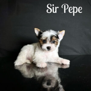 Pepe Biewer Puppy