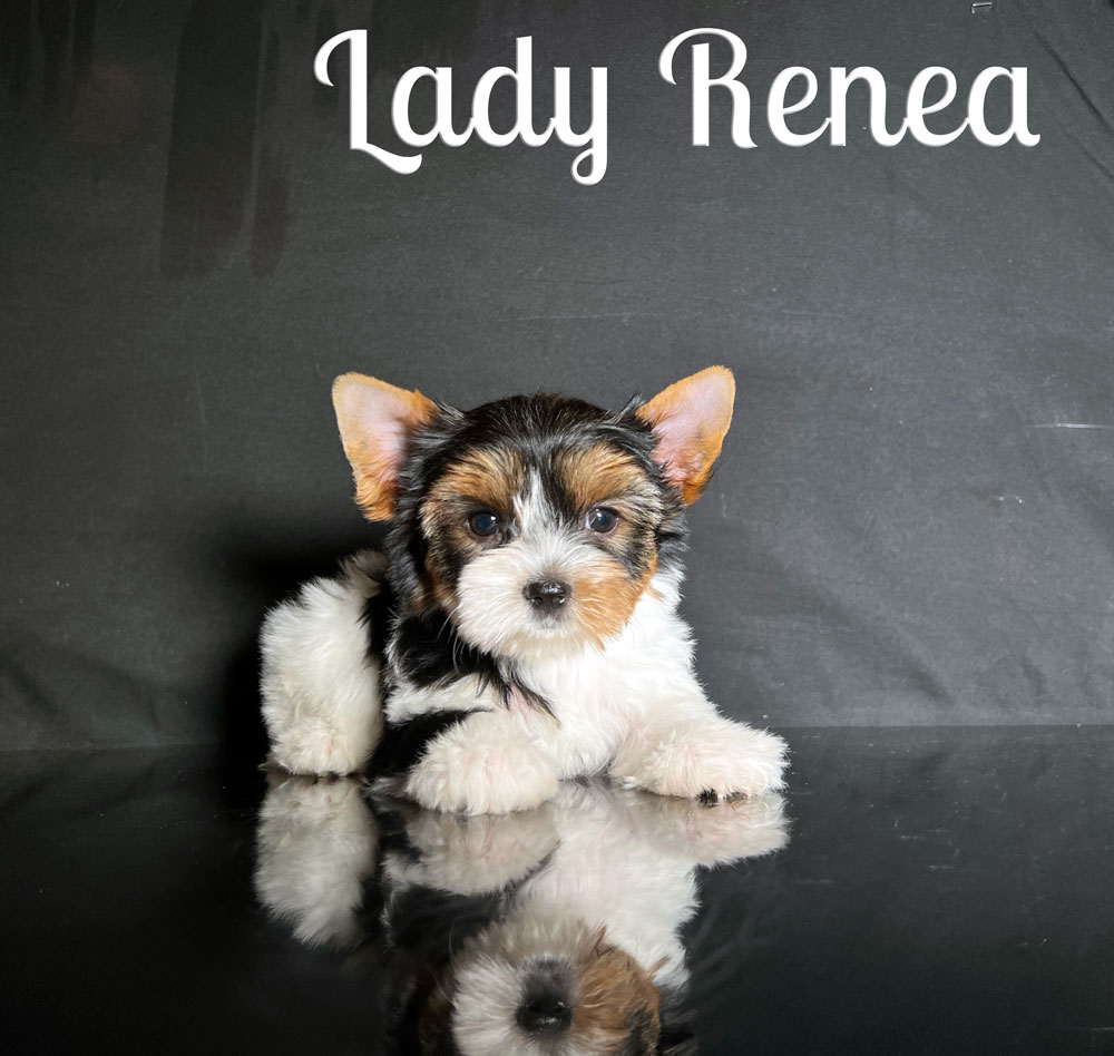 Renea Biewer Puppy
