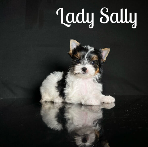 Sally Biewer Puppy