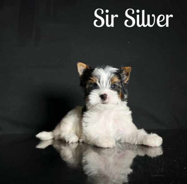 Silver Biewer Puppy