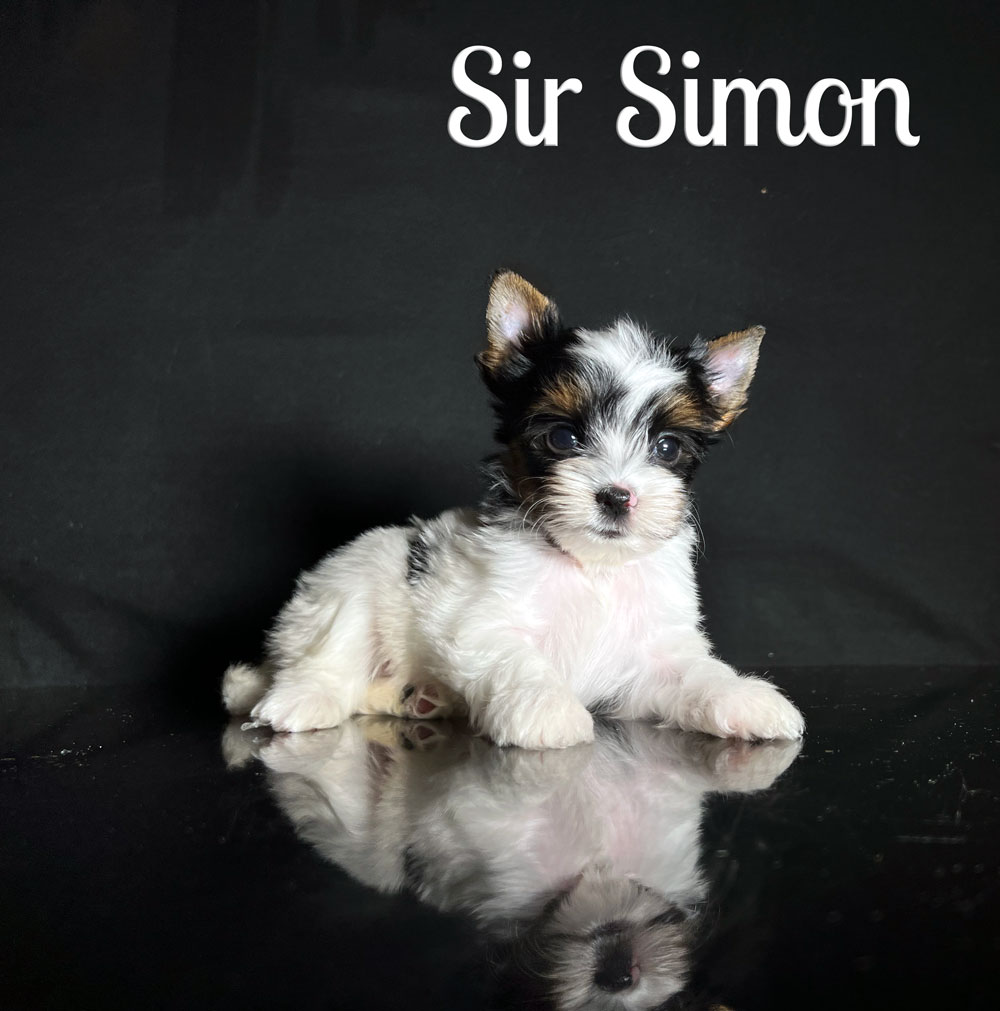 Simon Biewer Puppy