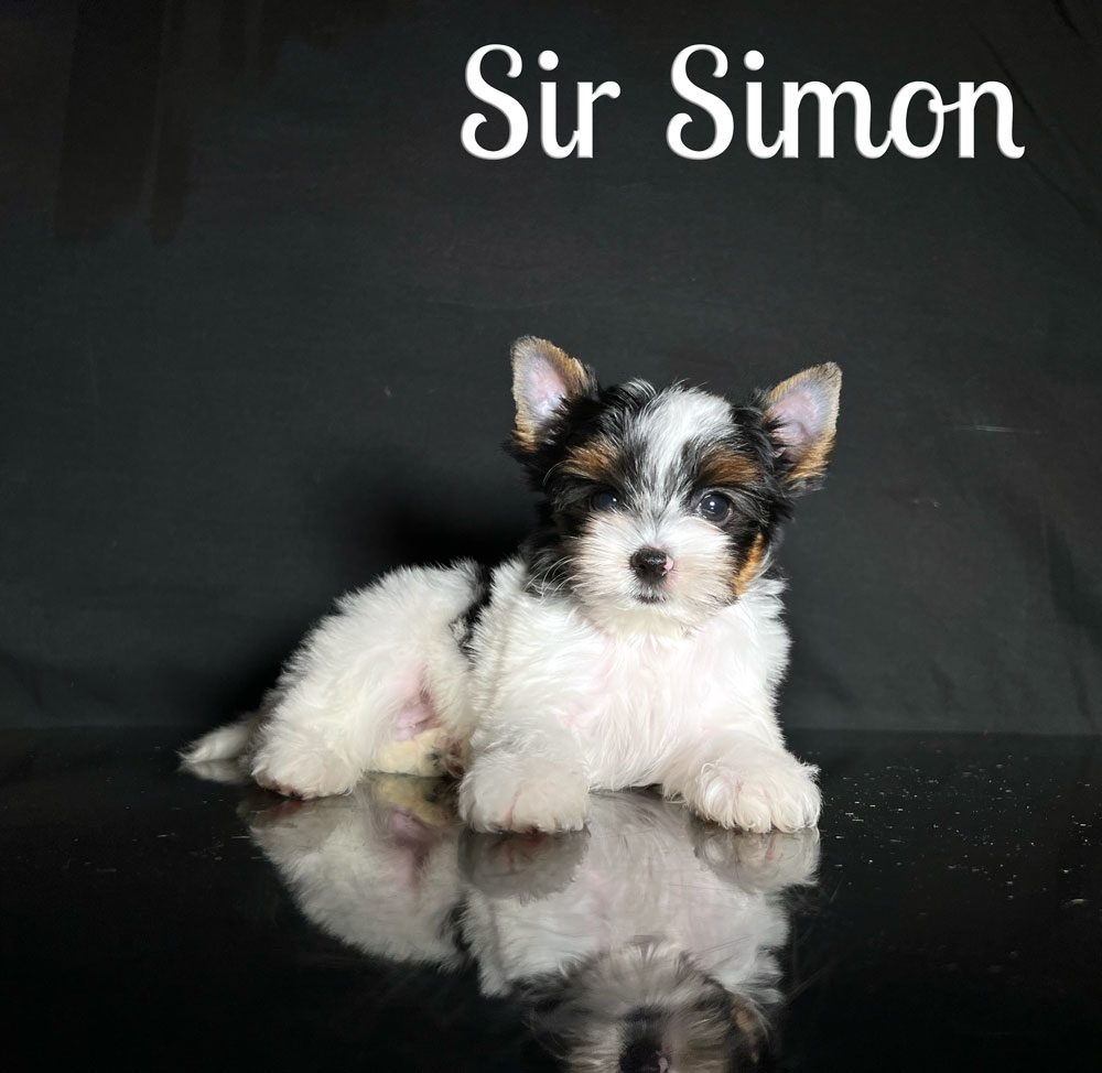 Simon Biewer Puppy