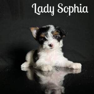 Sophia Biewer Puppy