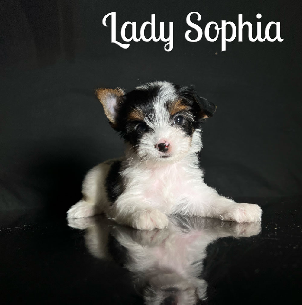 Sophia Biewer Puppy