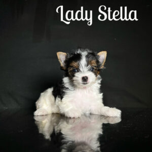 Stella Biewer Puppy