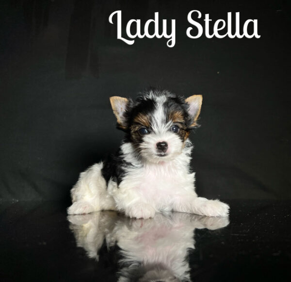 Stella Biewer Puppy