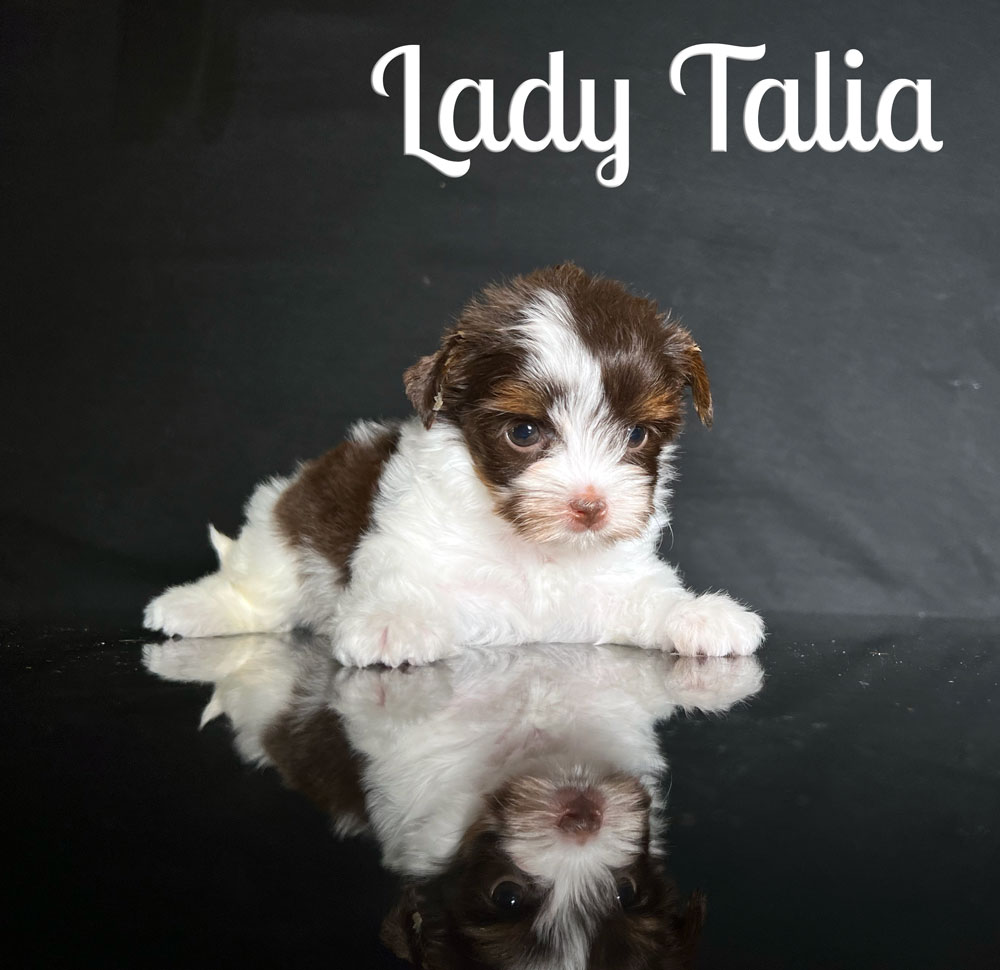 Talia Biewer Puppy