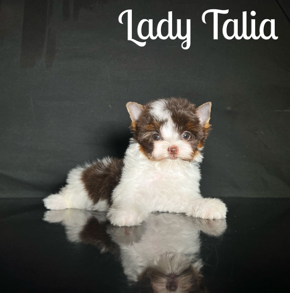 Talia Chocolate Biewer Puppy