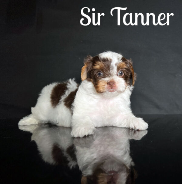 Tanner Biewer Puppy