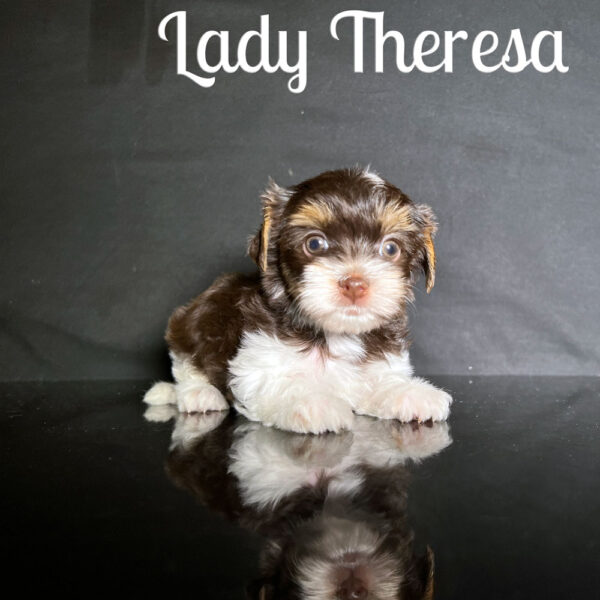 Theresa Biewer Puppy