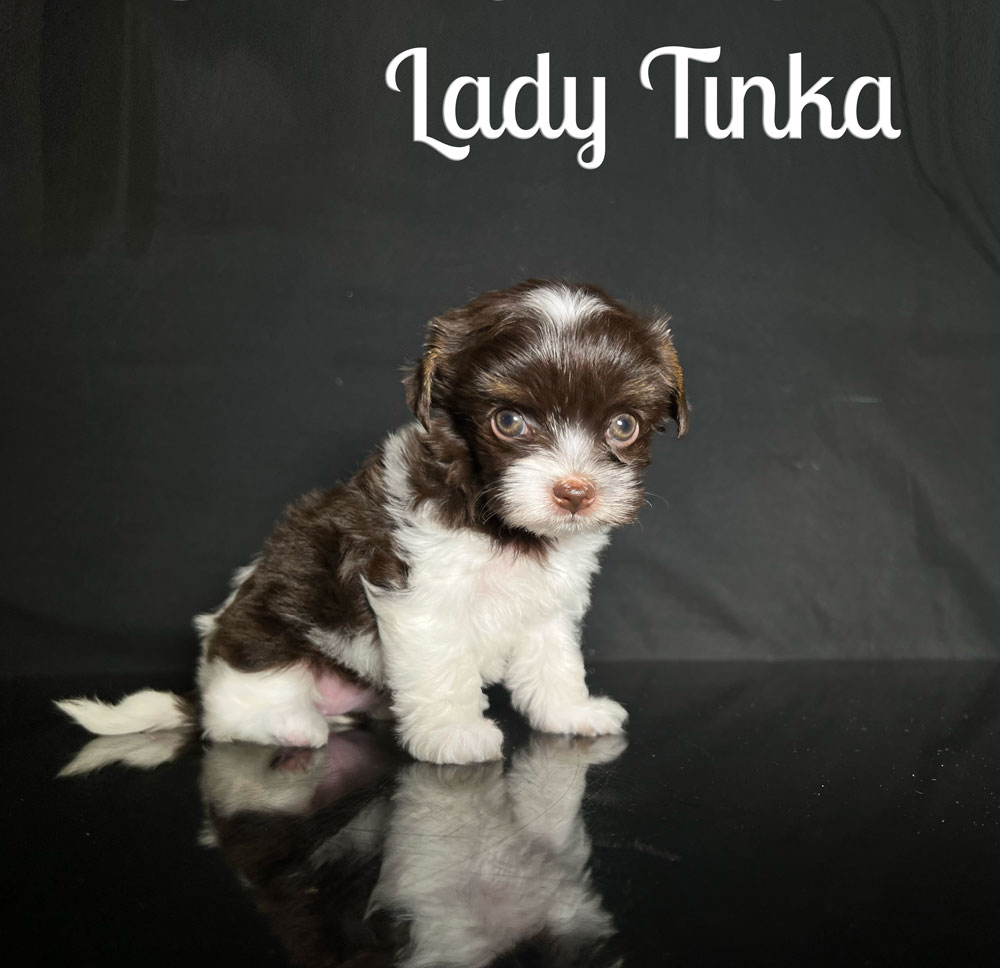 Tinka Biewer Puppy