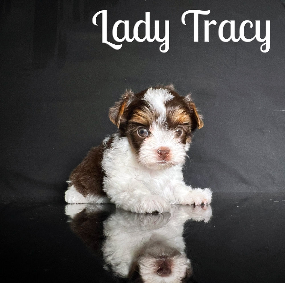 Tracy Biewer Puppy
